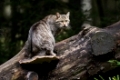 Wildkatze, Felis silvestris, wildcat