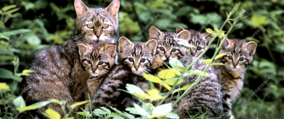 European Wild Cat with kittens   /   (Felis silvestris)   /   Europaeische Wildkatze mit Jungtieren