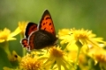 Kleiner Feuerfalter auf Jakobs-KreuzkrautSchmetterling auf gelber BlueteSmall Copper at the yellow blossoms of ragwortbutterfly