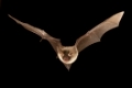 Bechstein-Fledermaus, Bechsteinfledermaus, (Myotis bechsteinii), im Flug, fliegend, Deutschland, Bechstein's bat, flying, in flight, Germany