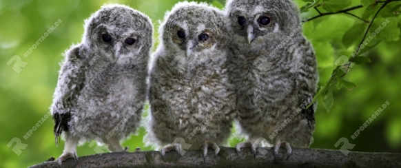 Waldkauz, Tawny Owl, Strix aluco, Deutschland, Germany, Europa, Europe
