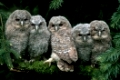 Waldkauz, Tawny Owl, Strix aluco, Deutschland, Germany, Europa, Europe