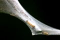 Raupen der Gespinstmotte (Yponomeuta evonymella)
