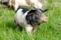 Schwaebisch-Haellisches Landschwein, Swabian Pig, German Breed