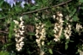 Robinie, Gewöhnliche Scheinakazie, Schein-Akazie, Robinia pseudoacacia, False Acacia, Black Locust, Robinia