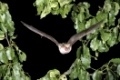 Grosses Mausohr, Myotis myotis, Greater mouse-eared bat