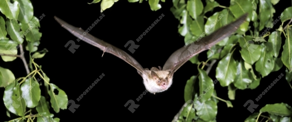 Grosses Mausohr, Myotis myotis, Greater mouse-eared bat
