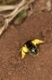 Furchenbiene, am Nest im Erdboden, Bodennest, mit Pollen beladen, Pollenhöschen, Schmalbiene, Furchen-Biene, Schmal-Biene, Lasioglossum spec., sweat bee, European halictid bee, Furchenbienen, Schmalbienen