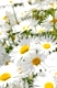 Close up of white daisy flowers blooming in garden