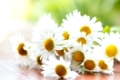 detail of daisy flower with shallow focus