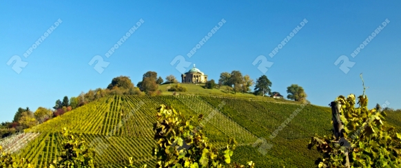 Weinberge mit Lemberger-Trauben um den Rotenberg mit Grabkapelle, bei Stuttgart, Baden-Württemberg, Deutschland, Europa
