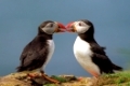 Two funny puffins with kiss on coastline of Scotland island