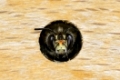 Portrait einer männlichen Pelzbiene (Anthophora plumipes), soliotär lebende Bienenart (Apidae) / Portrait of male Hairy-Footed Flower Bee (Anthophora plumipes), solitary bee, (Apidae family)