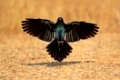 Burchells starling (Lamprotornis australis) landing with outstretched wings, South Africa