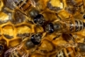 Honigbienen(Apis mellifera) auf einer Honigwabe im Bienbenstock