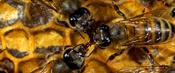 Honigbienen(Apis mellifera) auf einer Honigwabe im Bienbenstock