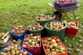 Apfelernte, Äpfel, Apfel-Ernte, Kultur-Apfel, Apfel - Ernte, Apfelbaum, Apfel - Baum, Reiche Apfelernte in Körben, Korb, Malus domestica, Apple, Pommier commun