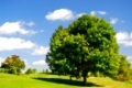 Green summer landscape with one leafy tree