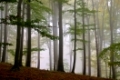 Buchenwald im Nebel - beech forest in fog 11