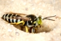 The wasp Bembex rostratus burrow in the sand.