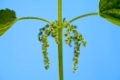 Blühende Brennessel - blossoming stinging nettle