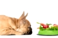 ein Hund liegt vor einem Fressnapf voll mit Gemüse