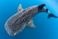 Walhai, Rhincodon typus, Nord-Male Atoll, Indischer Ozean, Malediven | Whale Shark, Rhincodon typus, North Male Atoll, Indian Ocean, Maldives