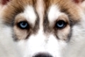 Closeup Blue Eyes Siberian Husky Puppy  isolated