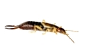 extreme close up of Common Earwig Forficula auricularia focus stacked all insect is in focus