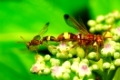 Wasps mating, Aarey Milk Colony  INDIA 