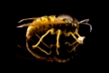 Deutsche Wespe (Vespula germanica) nascht Zucker -  German wasp (Vespula germanica) 