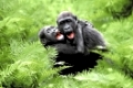 Young Western Gorillas, playing   /   (Gorilla gorilla gorilla)   /   Westliche Flachlandgorillas, Jungtiere, spielend