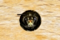 Portrait einer männlichen Pelzbiene (Anthophora plumipes), soliotär lebende Bienenart (Apidae) / Portrait of male Hairy-Footed Flower Bee (Anthophora plumipes), solitary bee, (Apidae family)
