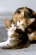 Katzenmutter putzt zaertlich ihr Katzenkind, Hauskatzen, Kykladen / Mother cat licking its kitten tenderly, Cyclades, Greece