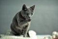 Russisch Blau Rassekatze leckt sich die Pfoten bei Katzenwäsche