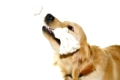Playful golden retriever pet dog biting rope toy isolated on white background