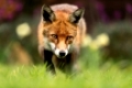 Close up of a Red fox, UK.