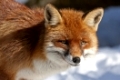 Rotfuchs (Vulpes vulpes) / Red Fox (Vulpes vulpes)