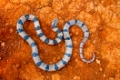 Banded Kukri Snake, Oligodon arnensis Satara, Maharashtra India