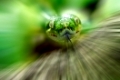 Kopf einer grünen Baumpython, Bewegungs-unscharfer Hintergrund, 