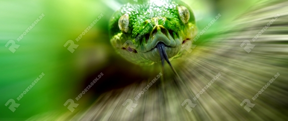 Kopf einer grünen Baumpython, Bewegungs-unscharfer Hintergrund, 