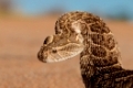 Portrait of a puff adder (Bitis arietans) in defensive position, southern Africa