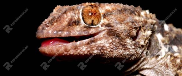 Portrait of a bibron gecko (Pachydactylus bibronii), Kalahari, South Africa