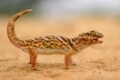 Giant ground gecko (Chondrodactylus angulifer) in desert environment, South Africa	