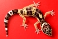 Leopardengecko (Eublepharis macularius) - eopard gecko (Eublepharis macularius)