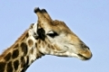 Giraffe (Giraffa camelopardalis), Etosha-Nationalpark, Namibia, Afrika, Giraffe, Etosha NP, Africa
