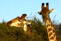 Giraffe, Giraffe camelopardalis, äst an Akazien-Bäumen, Madikwe Game Reserve, Südafrika / Giraffe , Giraffe camelopardalis, foraging on Acacia trees, Madikwe Game Reserve, South Africa