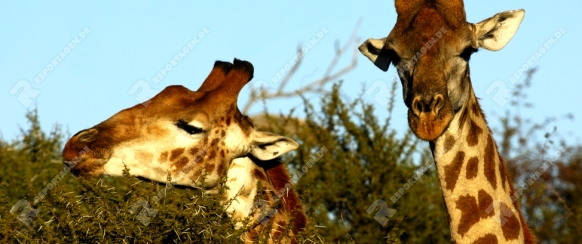 Giraffe, Giraffe camelopardalis, äst an Akazien-Bäumen, Madikwe Game Reserve, Südafrika / Giraffe , Giraffe camelopardalis, foraging on Acacia trees, Madikwe Game Reserve, South Africa