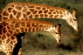 Interaction between two giraffes (Giraffa camelopardalis), South Africa