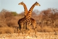Two giraffe bulls (Giraffa camelopardalis), Etosha National Park, Namibia, southern Africa  